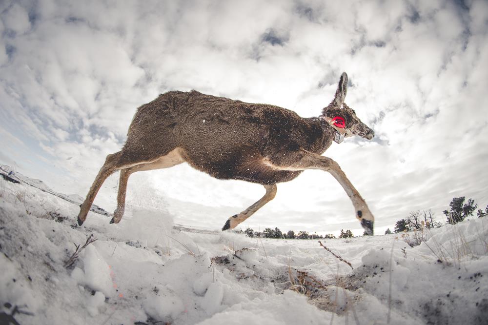 The Truth About “The Void” in a Deer's Chest