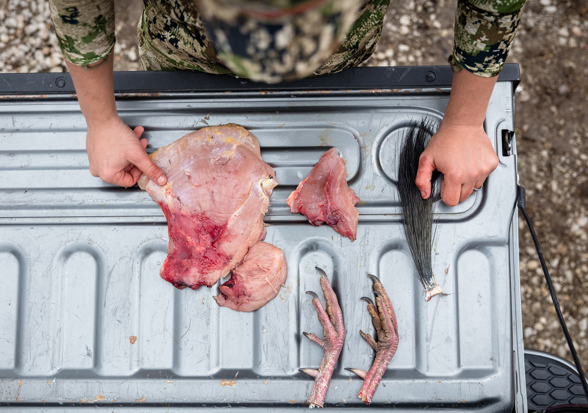 Wild turkey parts laid out on a tailgate.