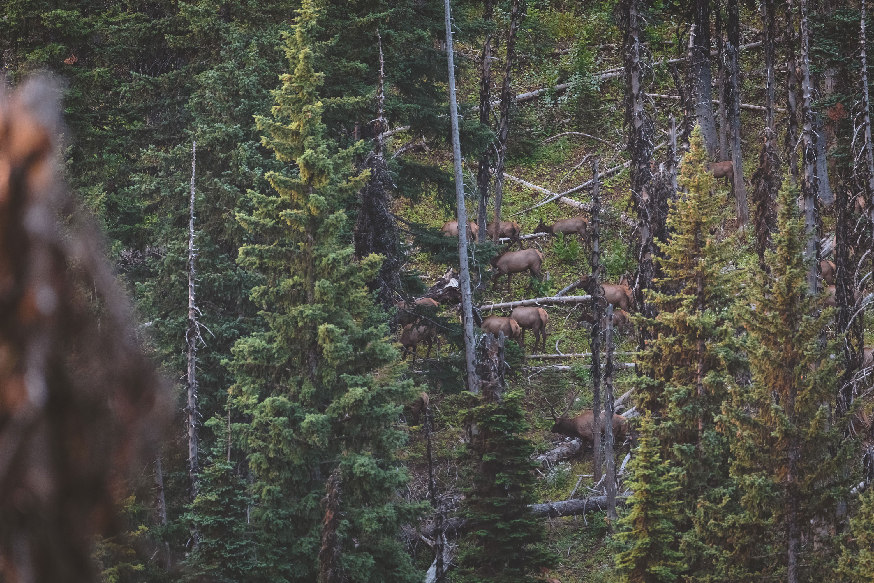 A herd of elk through the trees.