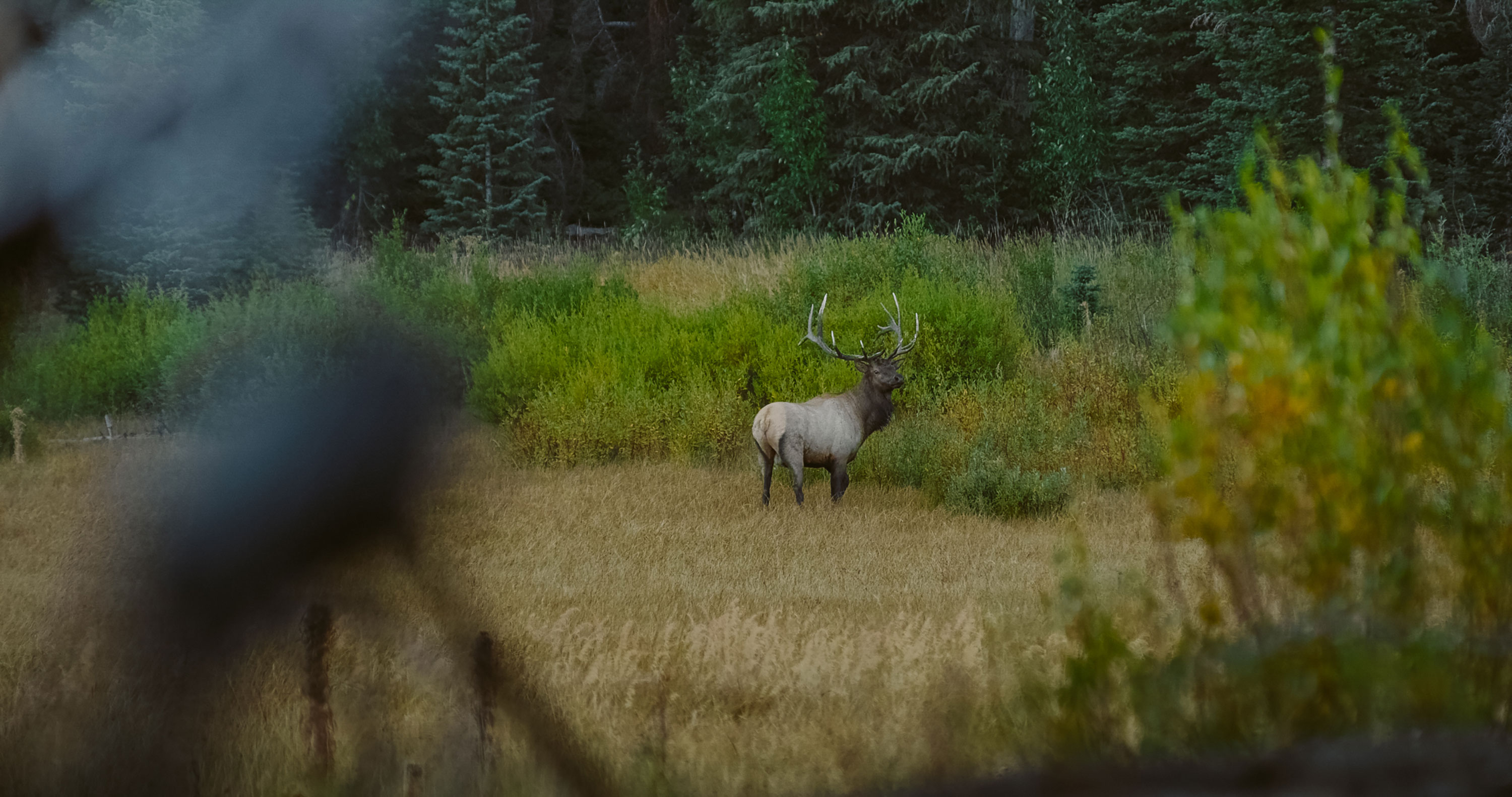 A bull elk in the distance. 