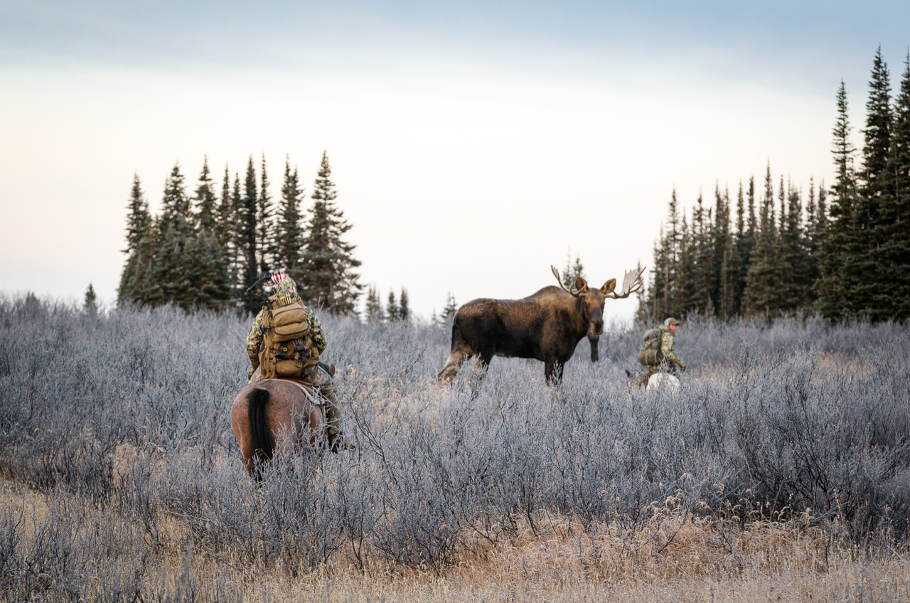 Hunters pass a moose on horseback.
