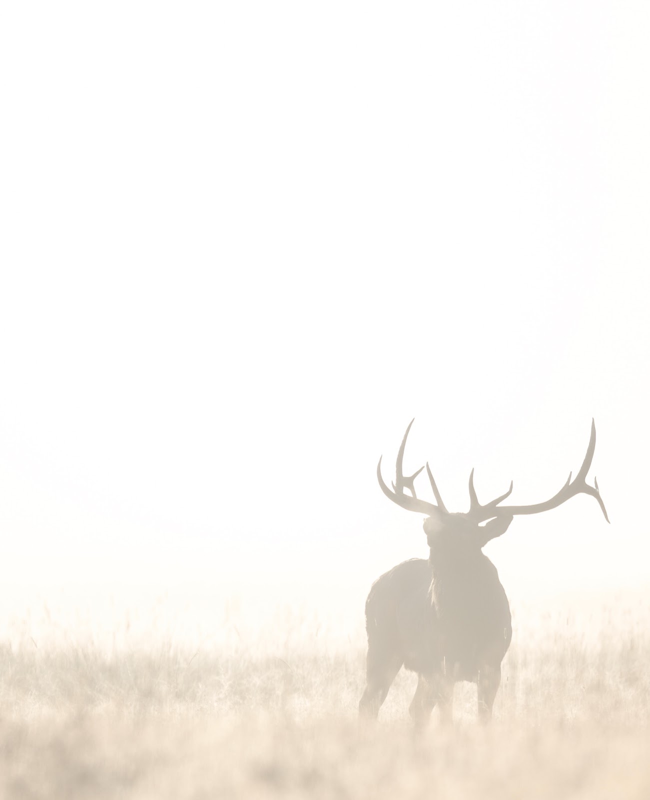 A bull elk in all its glory.