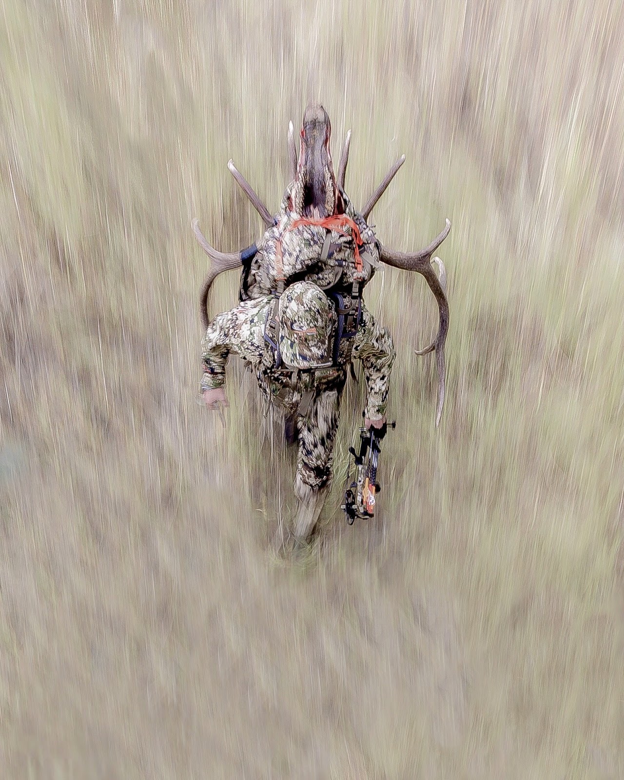 A bow hunter rapidly packs out his elk.