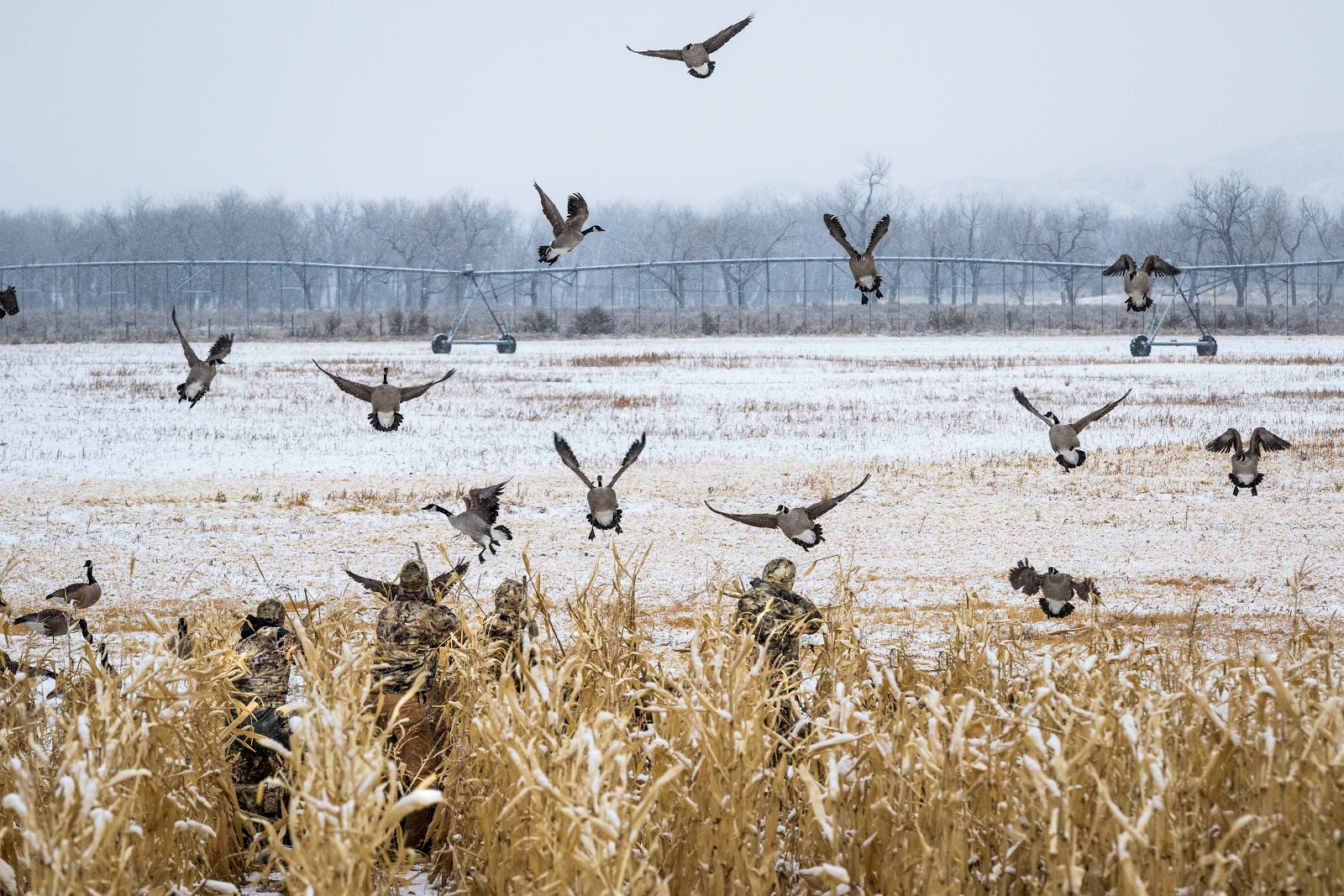 Geese feet down in the decoys in the snow.
