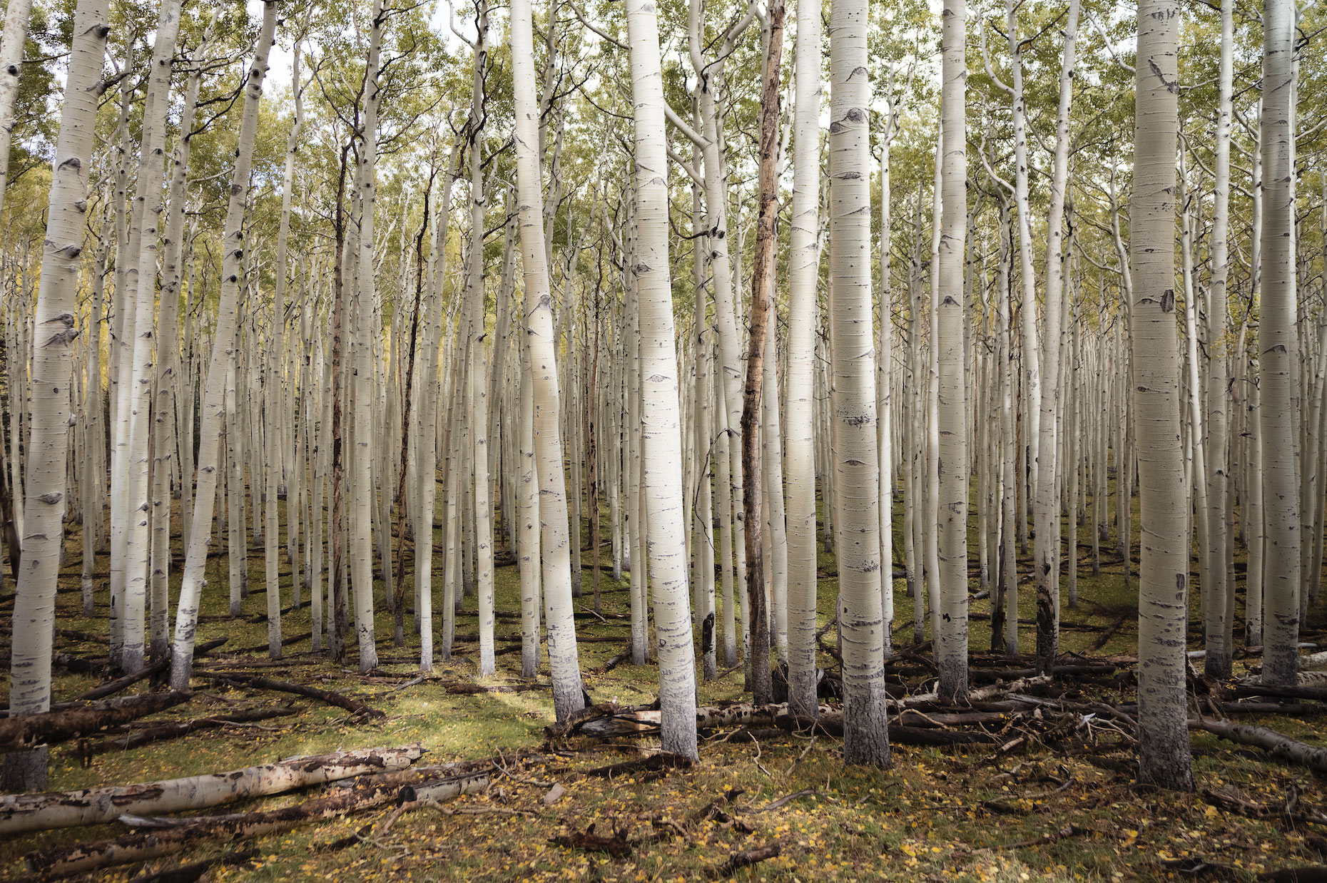 A pano forest image.