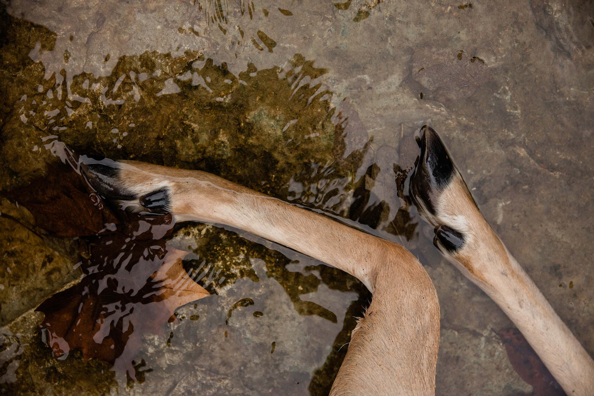 A dead buck laying in a creek.