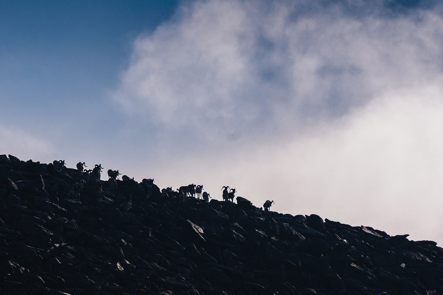 Plenty of sheep on the horizon.