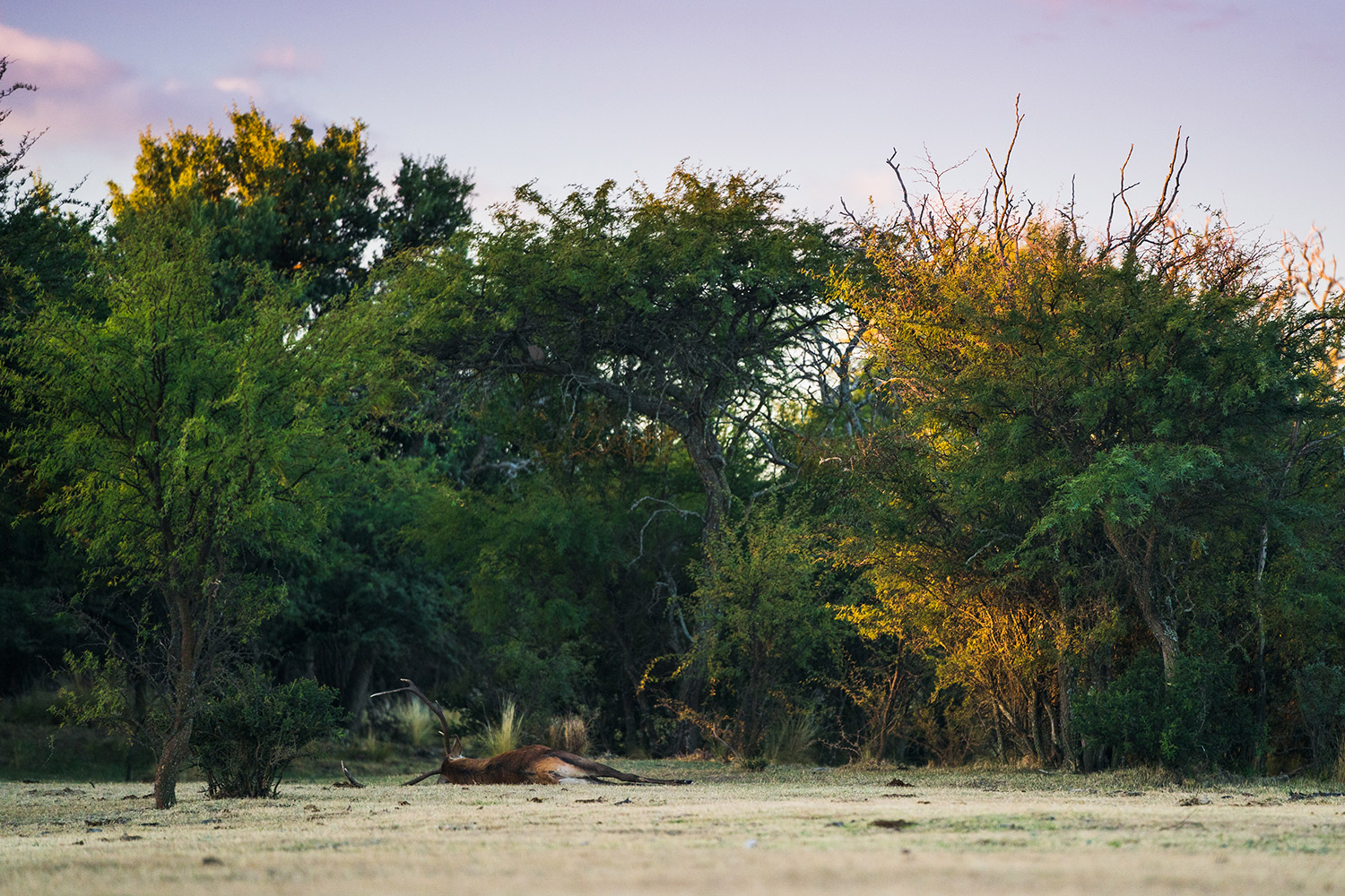 An arrowed stags lays lifeless on the ground.