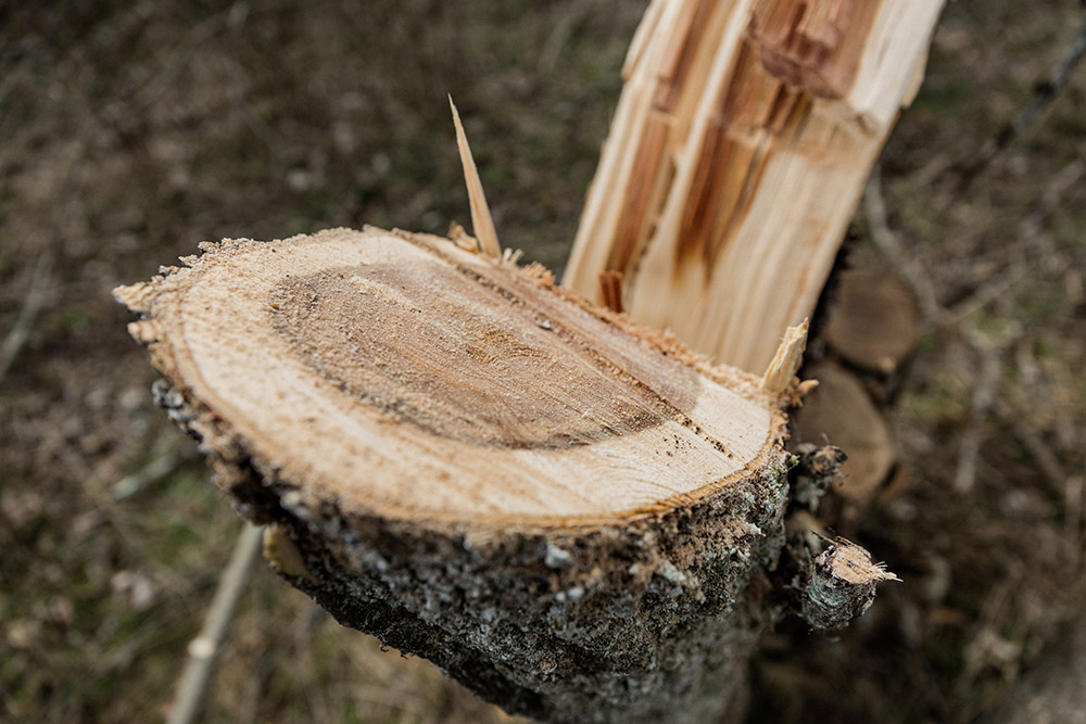 Hinge cutting helps improve the overall ecosystem.