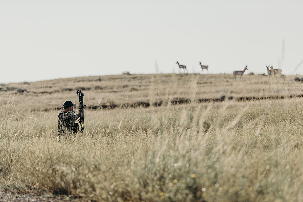 A bowhunter is at full draw on an antelope buck.