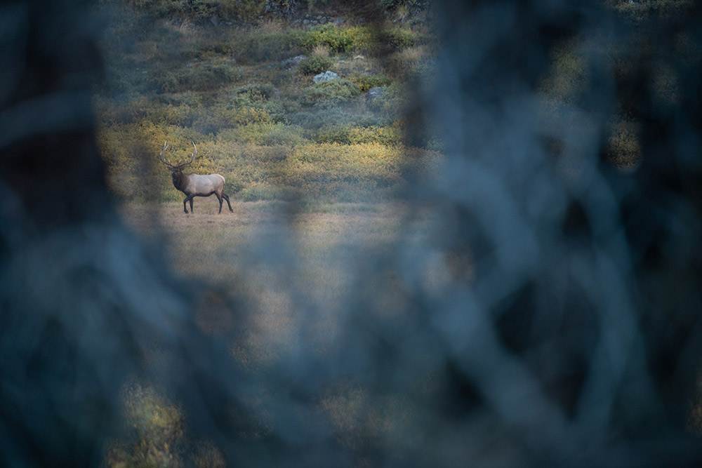 A bull elk off in the distance as a hunter with a trad bow attempts to get in range.