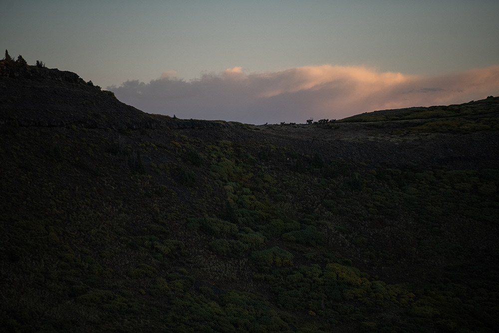 Elk on the horizon.