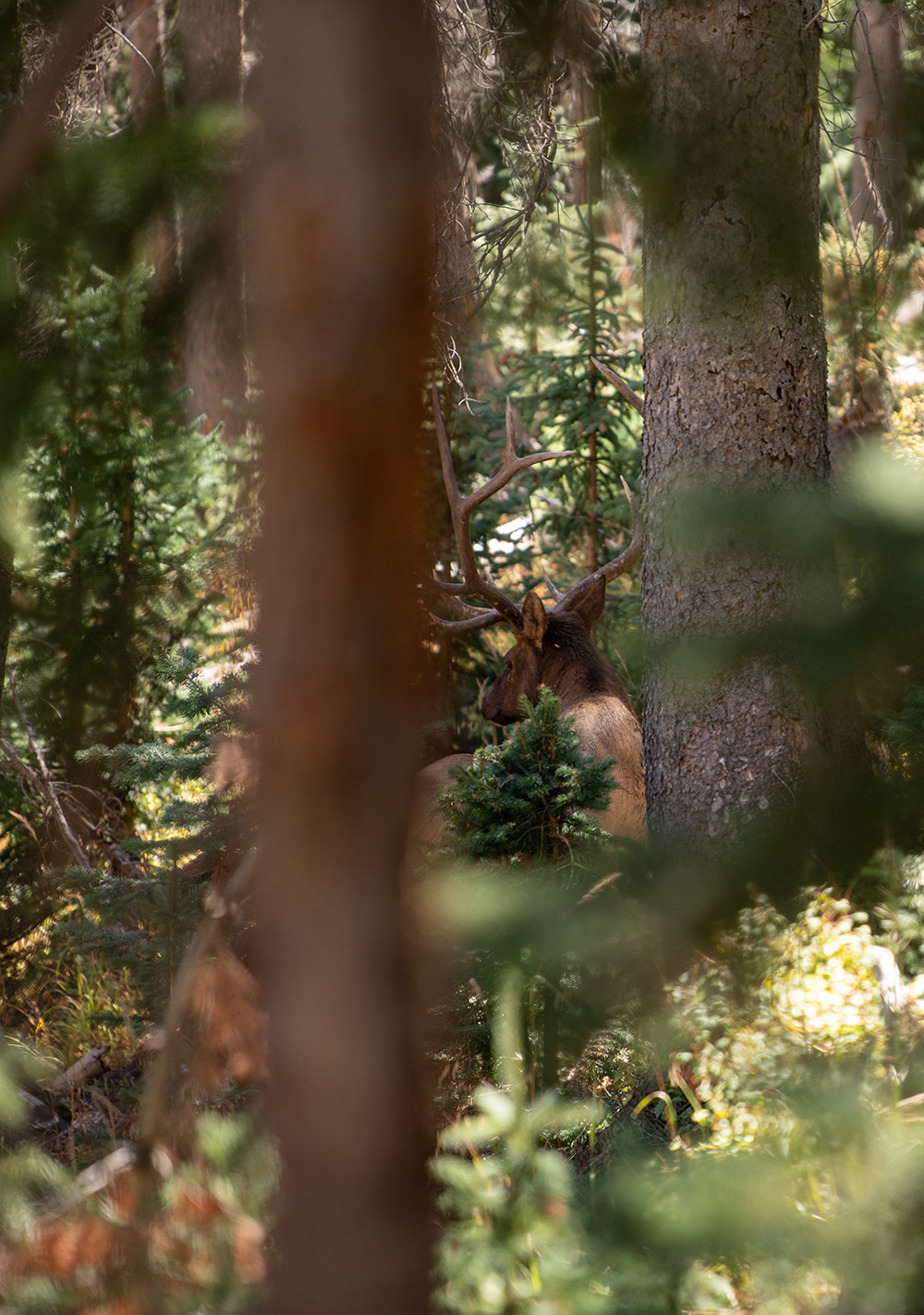 A bull elk through the trees.
