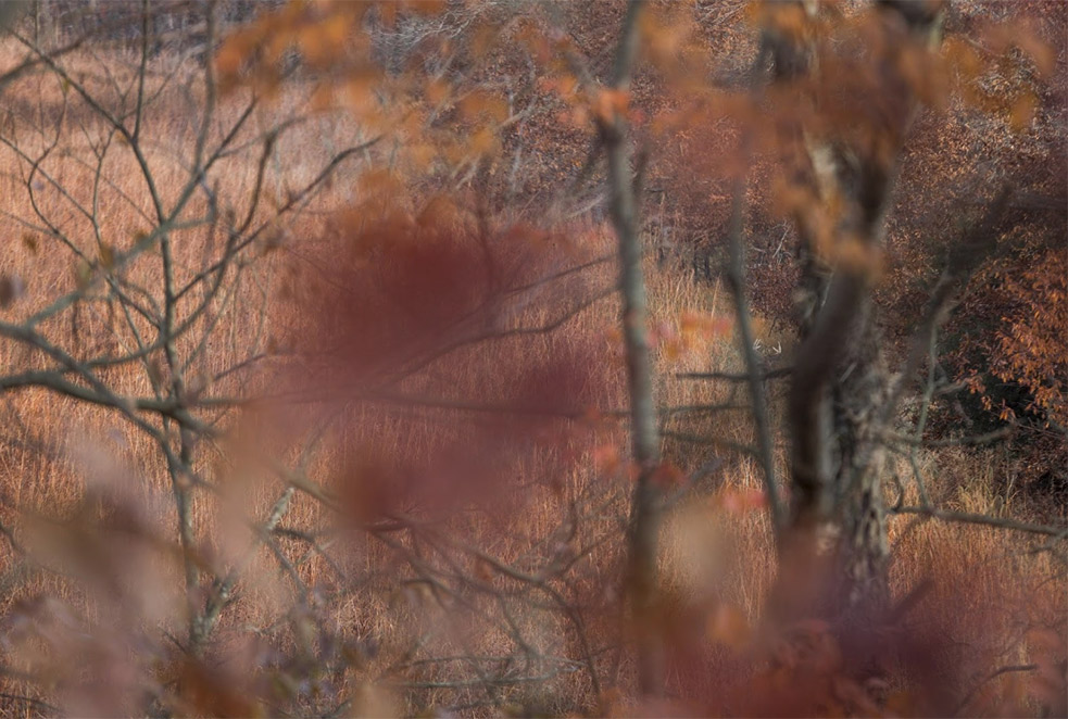 A mature buck works a field.