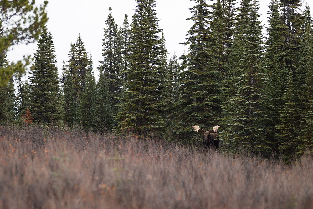 A moose in the bush of northern British Columbia.