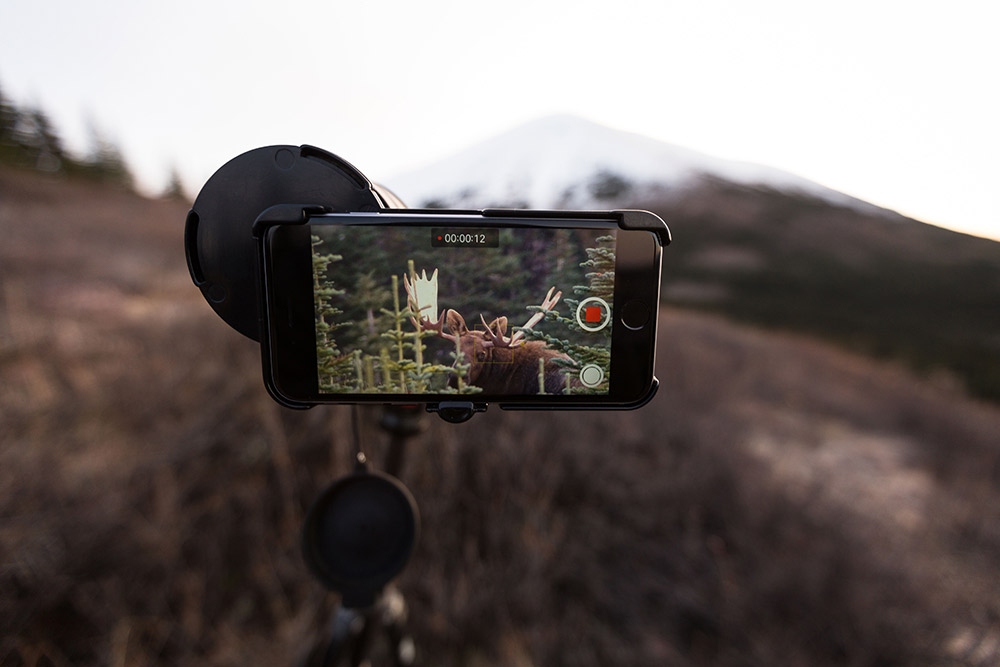 Filming a moose on an iPhone.