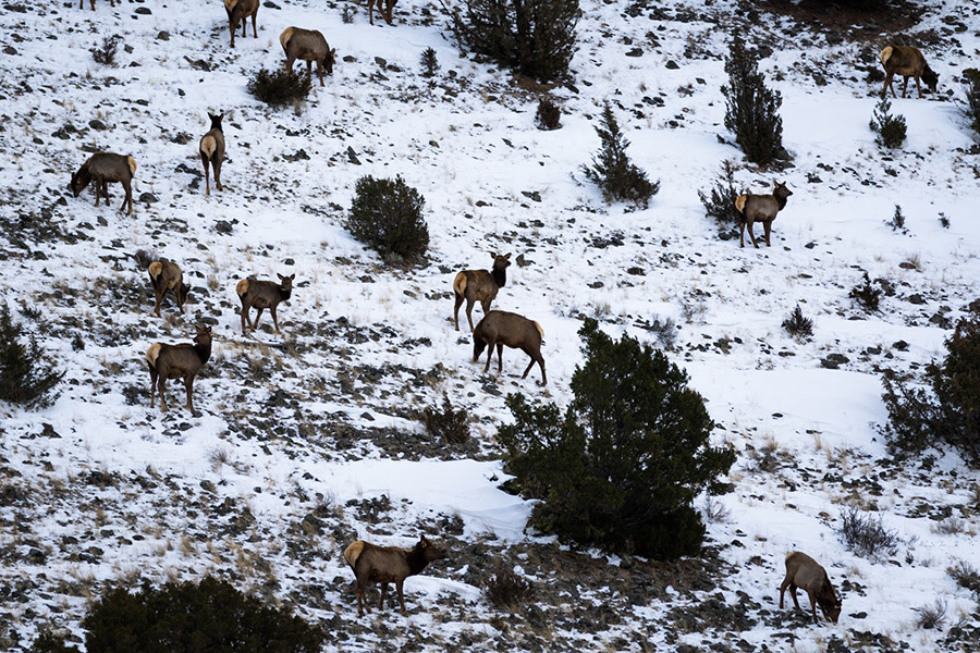 Public land elk in the snow.