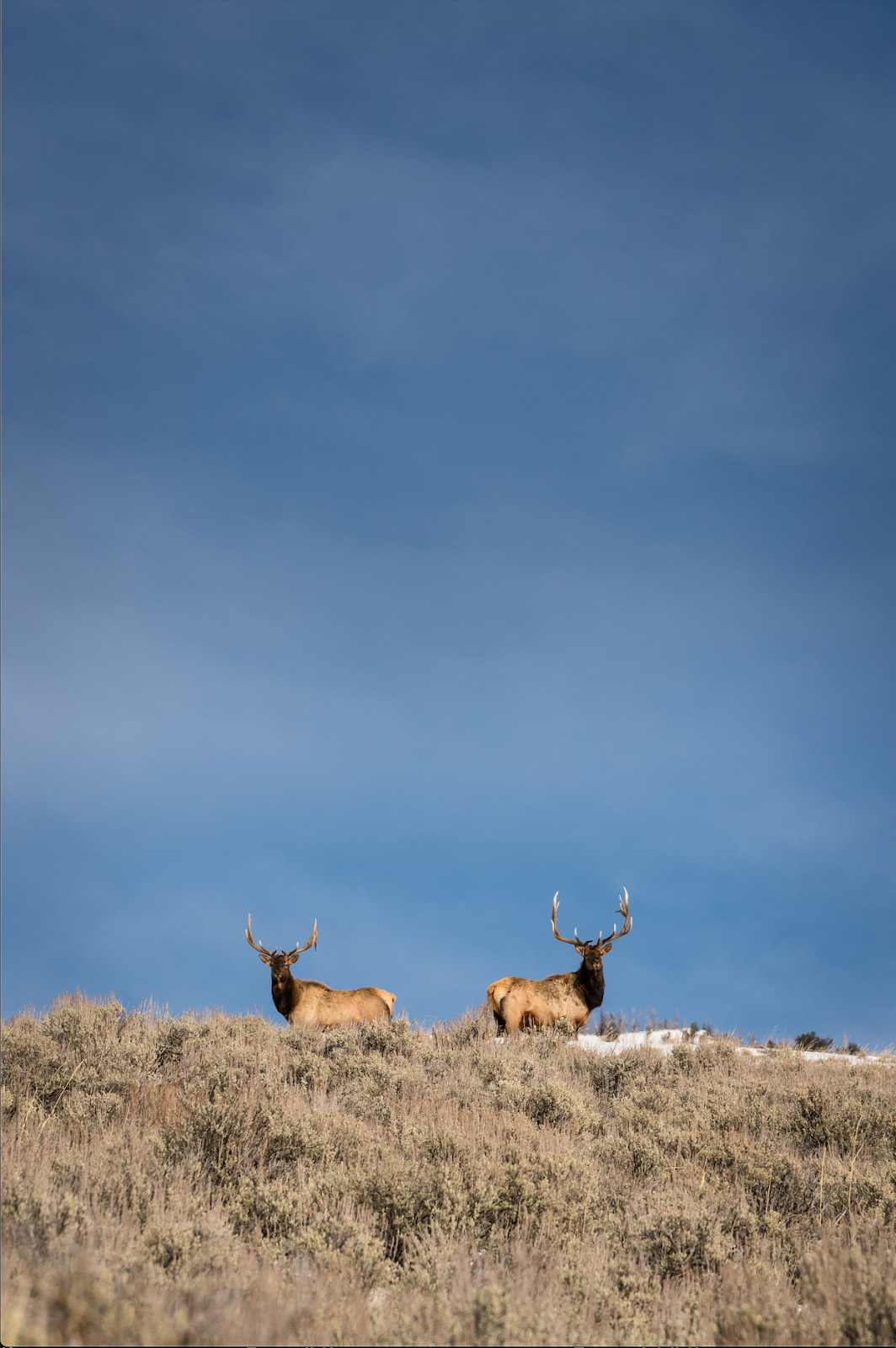 Bachelor group of bull elk.