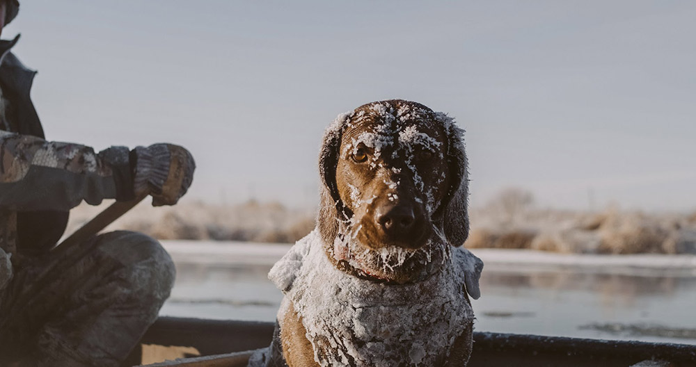 Bird dog with a frozen vest shows just how cold some waterfowl hunts can be.