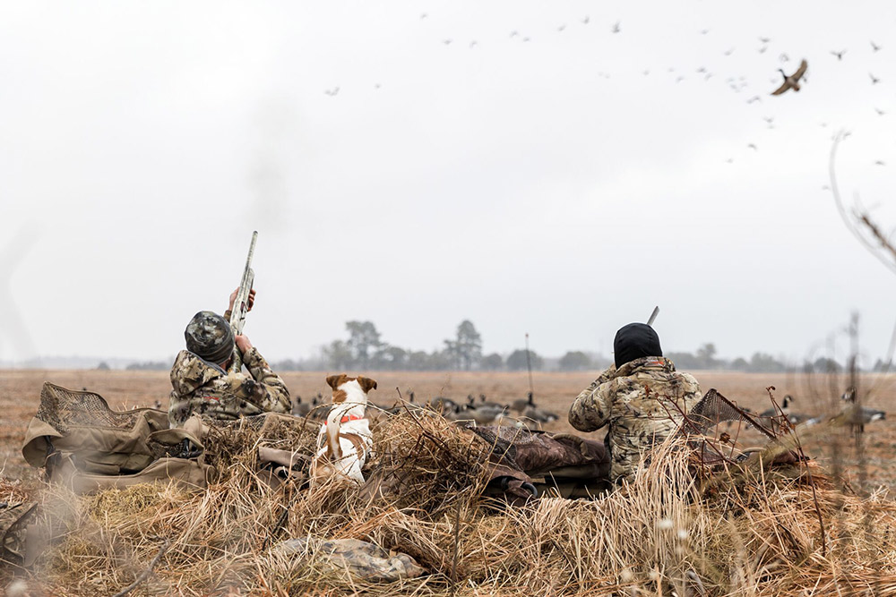 Gator the duck dog looks on as hunters shoot incoming birds.