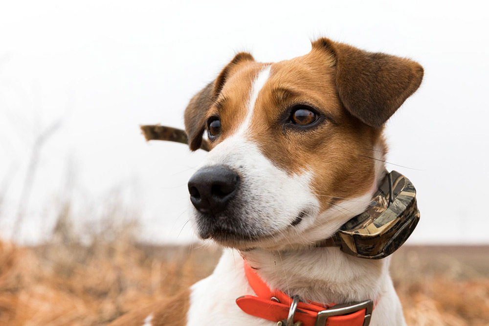 Gator the duck dog poses for a photo.