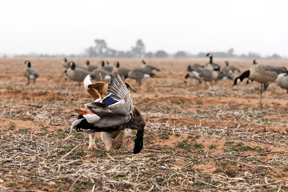 Gator the duck dog retrieving a greenhead in the goose decoys.