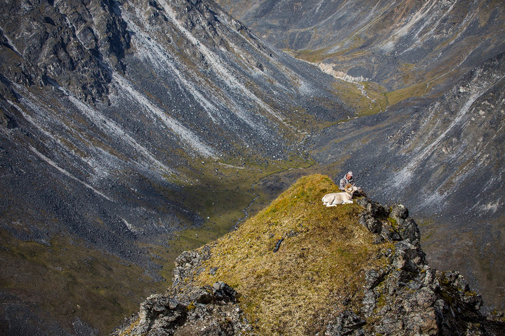 Big Game Hunting - Open Country A hunter poses with his ram after a strenuous hunt.