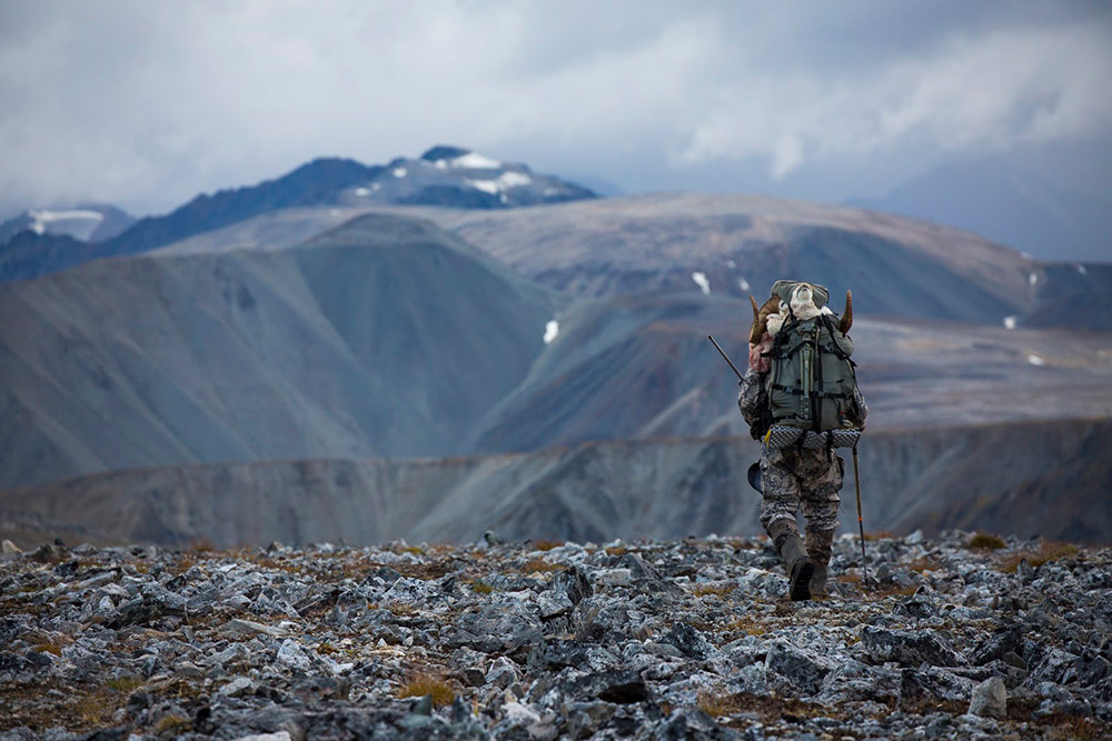 Packing out a ram in rugged terrain.