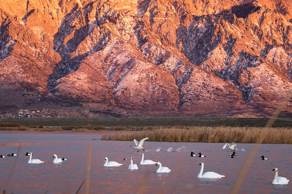 Landscape waterfowl photo.