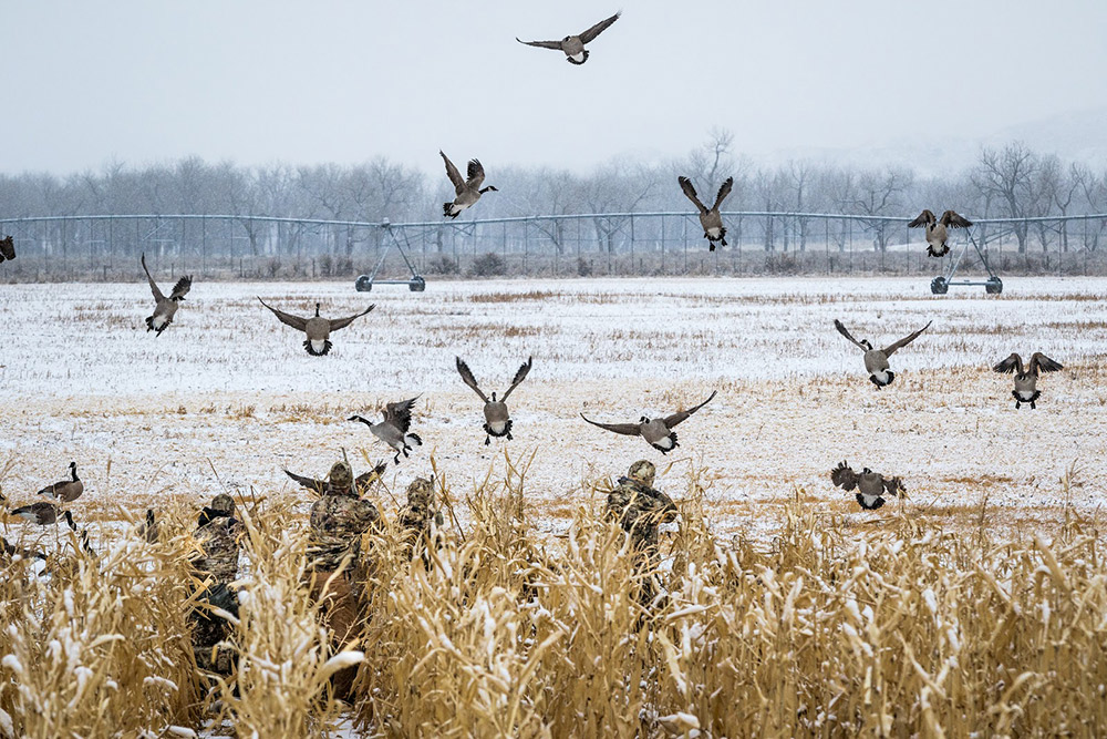 Geese are feet down in the decoys on a late season goose hunt.