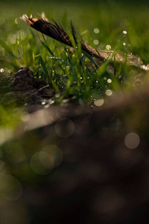 Turkey feather Scouting for toms.
