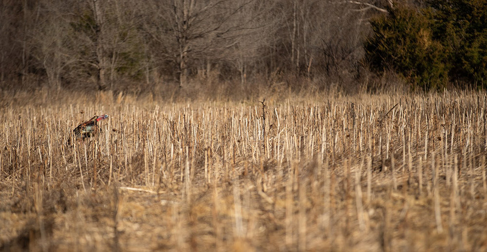 Turkey Calling Tips David Halloran Turkey Calls SITKA Gear