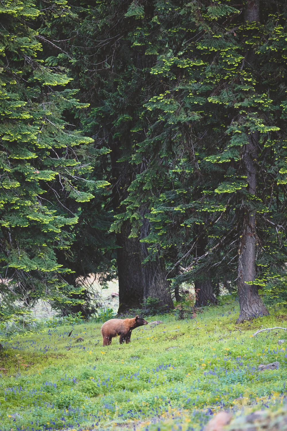 Bear hunting Bear in the wild