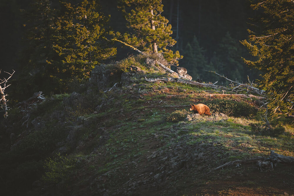 Bear walking in the open Bear in wild country