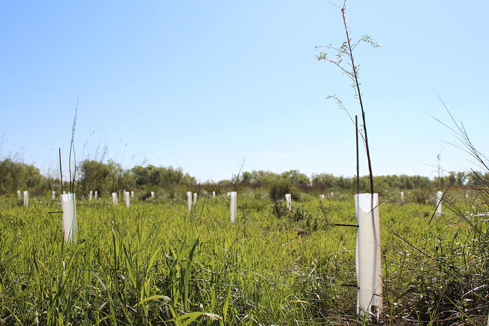 Heart of the Mississippi River Delta